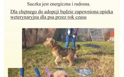 Uwaga! Suczka szuka domu