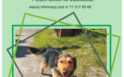 Uwaga! Znaleziono pieska
