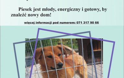 Piesek szuka domu!