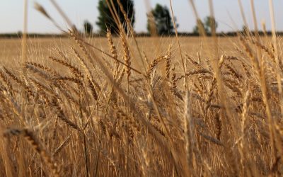 Można składać wnioski o szacowanie szkód powstałych w wyniku suszy
