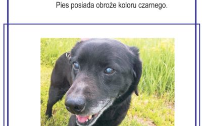 Piesek szuka domu!