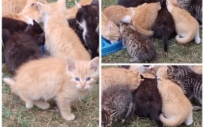 Kotki do adopcji!