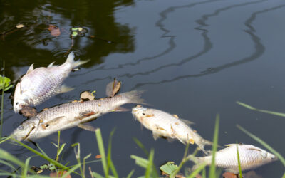 Całkowity zakaz połowu ryb na całym dolnośląskim odcinku rzeki Odry