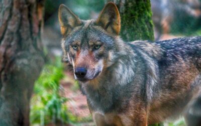 Jak odpowiednio reagować na incydenty z udziałem wilków