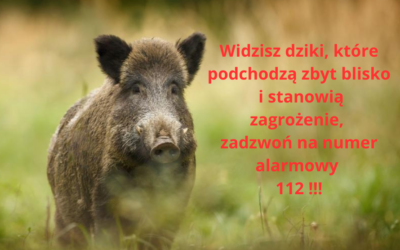 Co zrobić,  gdy spotkasz dzika ?