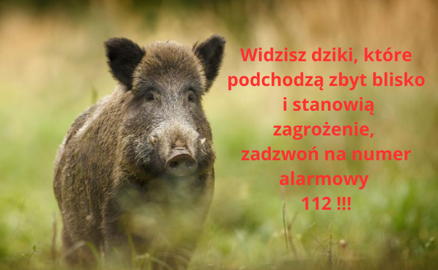 Co zrobić,  gdy spotkasz dzika ?